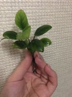 Лот: 14772630. Фото: 3. Анубиас. Растения и животные