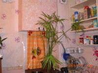 Лот: 530149. Фото: 2. Цветочек. Комнатные растения и уход