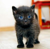 Лот: 6563346. Фото: 3. отдам котенка. Растения и животные