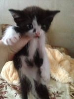 Лот: 11632737. Фото: 3. Котёнок мальчишка. Растения и животные