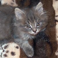 Лот: 11692191. Фото: 2. котятки. Животные и уход