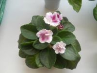 Лот: 7249238. Фото: 2. Фиалка Mac's Southern Springtime-... Комнатные растения и уход