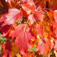 Лот: 8147928. Фото: 4. Клен Татарский (Acer tataricum... Красноярск