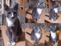 Лот: 20755526. Фото: 5. Кошка Роза, серый окрас (как у...