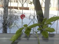 Лот: 4869876. Фото: 8. Жень-шень. Стратифицированные...