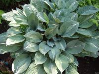 Лот: 11485763. Фото: 7. хоста Киви Фулл Монти (hosta Kiwi...