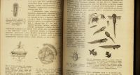 Лот: 15574613. Фото: 7. Холодковский Н.А. Учебник зоологии...