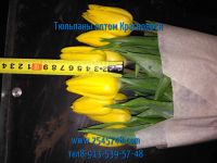 Лот: 1503331. Фото: 7. Шикарные тюльпаны EXTRA+ оптом...