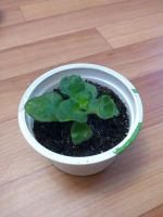 Лот: 8246146. Фото: 2. Фиалка сортовая "Кровавая орхидея... Комнатные растения и уход