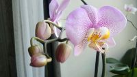 Лот: 7120285. Фото: 3. орхидея, цветущая. Растения и животные
