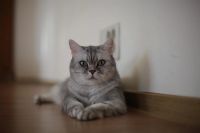 Лот: 3386884. Фото: 4. Британская кошка Nora. Красноярск