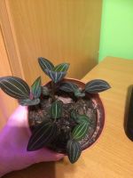 Лот: 10934988. Фото: 2. Орхидея Лудизия. Комнатные растения и уход