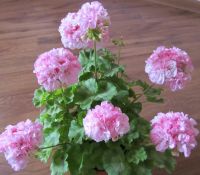 Лот: 5196697. Фото: 2. Зональная пеларгония " Dovepoint... Комнатные растения и уход