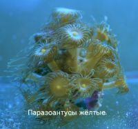 Лот: 20849414. Фото: 5. Кораллы для морского аквариума