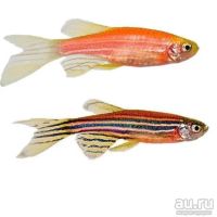 Лот: 8241551. Фото: 2. Данио вишневый. Аквариумистика