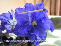 Лот: 15581401. Фото: 5. "ЕК-Синеглазый король" лист фиалки...