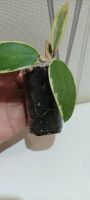 Лот: 20577742. Фото: 2. хойя (verticillata (acuta, parasitica... Комнатные растения и уход