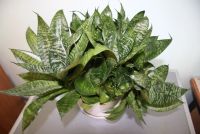 Лот: 8607813. Фото: 2. Сансевиерия с горшком. Комнатные растения и уход