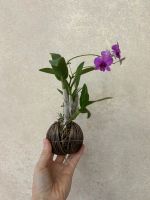 Лот: 25710988. Фото: 3. Орхидея Дендрофаленопсис мини. Растения и животные