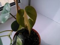 Лот: 10496462. Фото: 3. филодендрон медиоптика триколор. Растения и животные