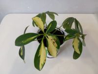 Лот: 25731645. Фото: 2. Шеффлера. Комнатные растения и уход