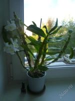 Лот: 2064406. Фото: 2. орхидея Дендробиум Nobile. Комнатные растения и уход