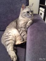 Лот: 9761385. Фото: 2. Отдам котика в добрые руки. Животные и уход