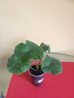 Лот: 9792784. Фото: 2. Пеларгония PAC Viktor (Укорененный... Комнатные растения и уход