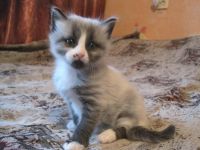 Лот: 3586064. Фото: 2. отдам котенка в хорошие руки. Животные и уход