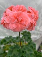 Лот: 18344404. Фото: 6. Пеларгония Cara Rosa