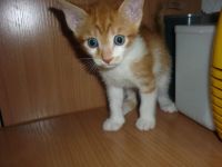 Лот: 8082091. Фото: 2. котята. Животные и уход