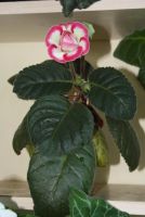 Лот: 4331596. Фото: 6. Глоксиния красно-белая (цветущая...