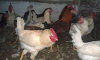 Лот: 4970541. Фото: 2. Продам Деревенского Петуха!!!!. Продукты
