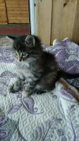 Лот: 9728240. Фото: 5. Отдам котёнка