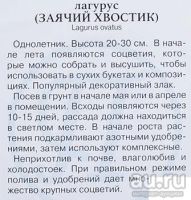 Лот: 15293401. Фото: 6. злак Заячий хвостик. Лагурус сухоцвет...