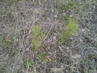 Лот: 1264563. Фото: 3. Саженцы сосны. Для дачи, дома, огорода, бани, парка