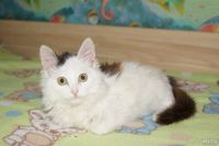 Лот: 8386178. Фото: 5. Пушистый милый котенок