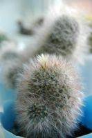 Лот: 3117191. Фото: 2. Кактусы - Коллекция - Mammillaria... Комнатные растения и уход