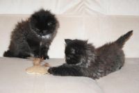 Лот: 4679492. Фото: 4. Пушистый котенок (кошечка). Красноярск