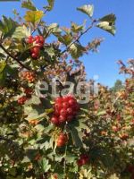 Лот: 25290987. Фото: 19. 3-комн. дом , СНТ Земледелец СНТ...