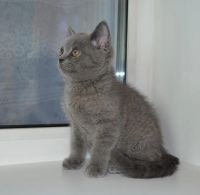 Лот: 4076320. Фото: 3. Шотландские прямоухие плюшки. Растения и животные