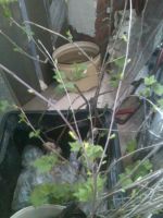 Лот: 5512136. Фото: 2. Смородина чёрная "Ксюша" - сорт... Семена, рассада, садовые растения