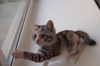 Лот: 6736669. Фото: 2. Персидско-курильский бобтейл... Животные и уход