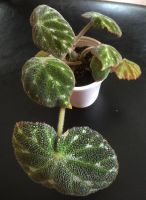 Лот: 9952268. Фото: 2. Бегония Pustulata. Комнатные растения и уход