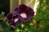 Лот: 4136013. Фото: 3. Глоксиния (цветущее растение в... Растения и животные