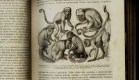 Лот: 15718667. Фото: 8. Происхождение животного мира доктора...