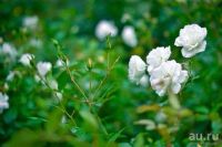 Лот: 14552756. Фото: 5. Nikon af-s nikkor 50mm 1.4G (с...