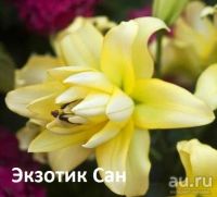 Лот: 11057836. Фото: 2. Лилия Эприкот фудж (из моего садаБсдетками... Семена, рассада, садовые растения