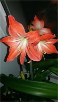 Лот: 11339459. Фото: 2. Гиппеаструм (Hippeastrum striatum... Комнатные растения и уход