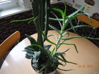 Лот: 13806294. Фото: 3. Декоративная цветочная композиция... Растения и животные